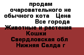 продам очаровательного не обычного кота › Цена ­ 7 000 000 - Все города Животные и растения » Кошки   . Свердловская обл.,Нижняя Салда г.